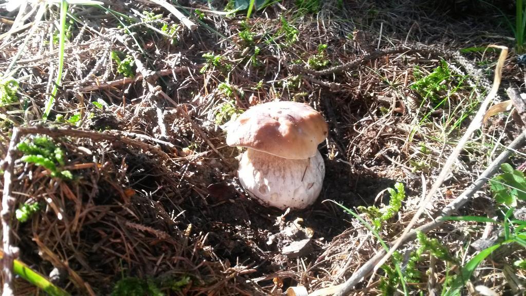 Lo Ni Di Candolle Gignod المظهر الخارجي الصورة